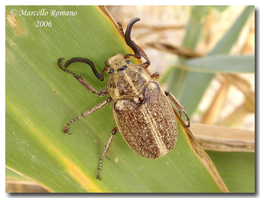 Polyphylla ragusae, il pi bel melolontide di Sicilia